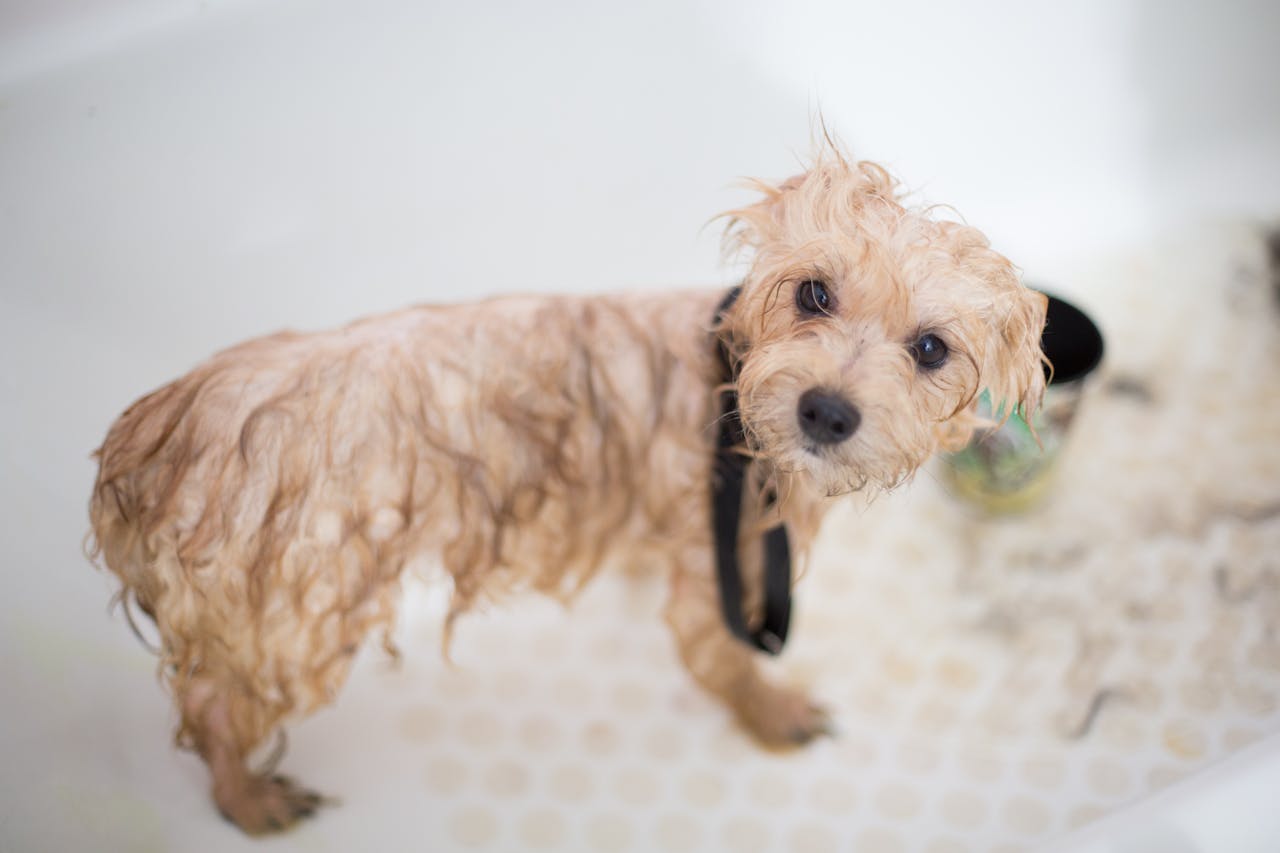 Bathing dog