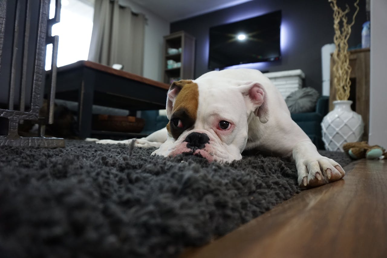 cleaning carpet for dog