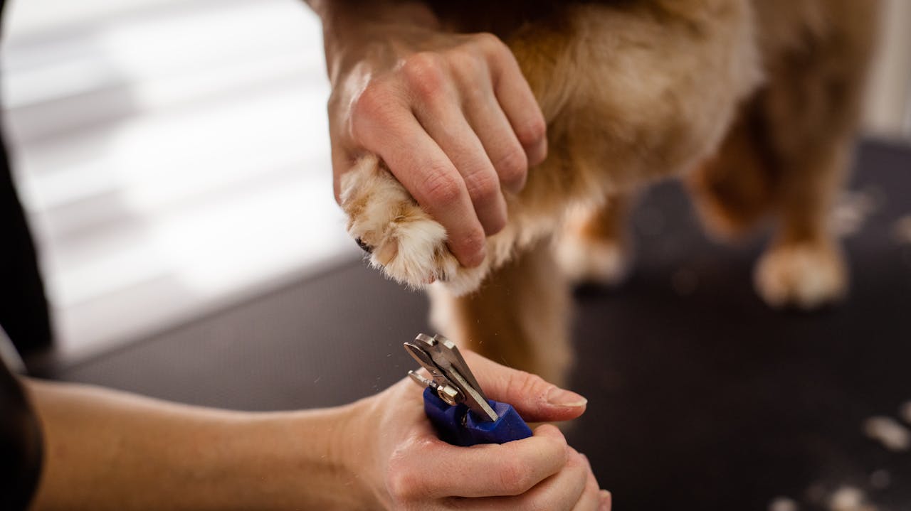 Trimming dog nail and dog grooming