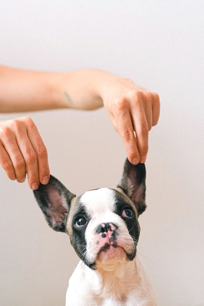 Dog ear care