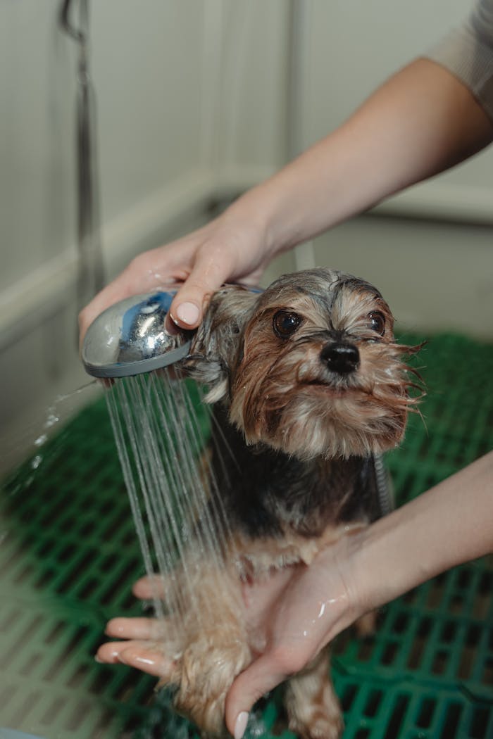 Bathing and grooming dog