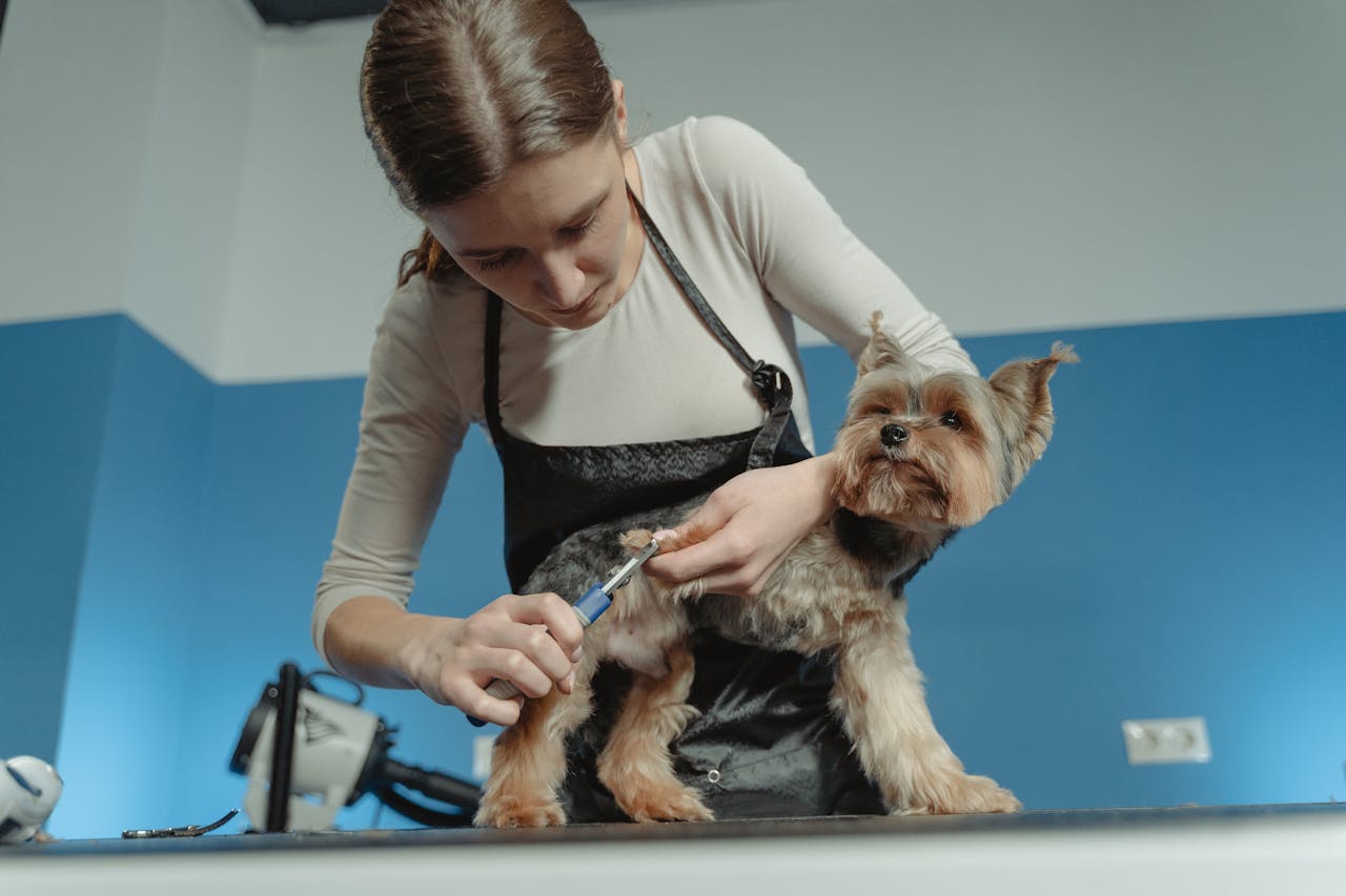 Dog nail Trimming and clipping