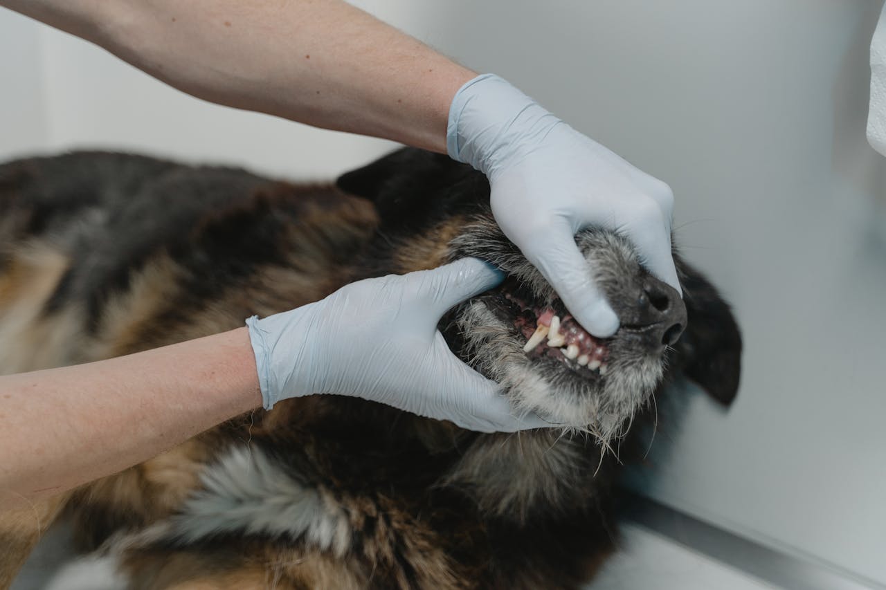 Dog Dental care