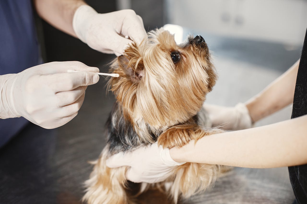 Cleaning dog ears and grooming