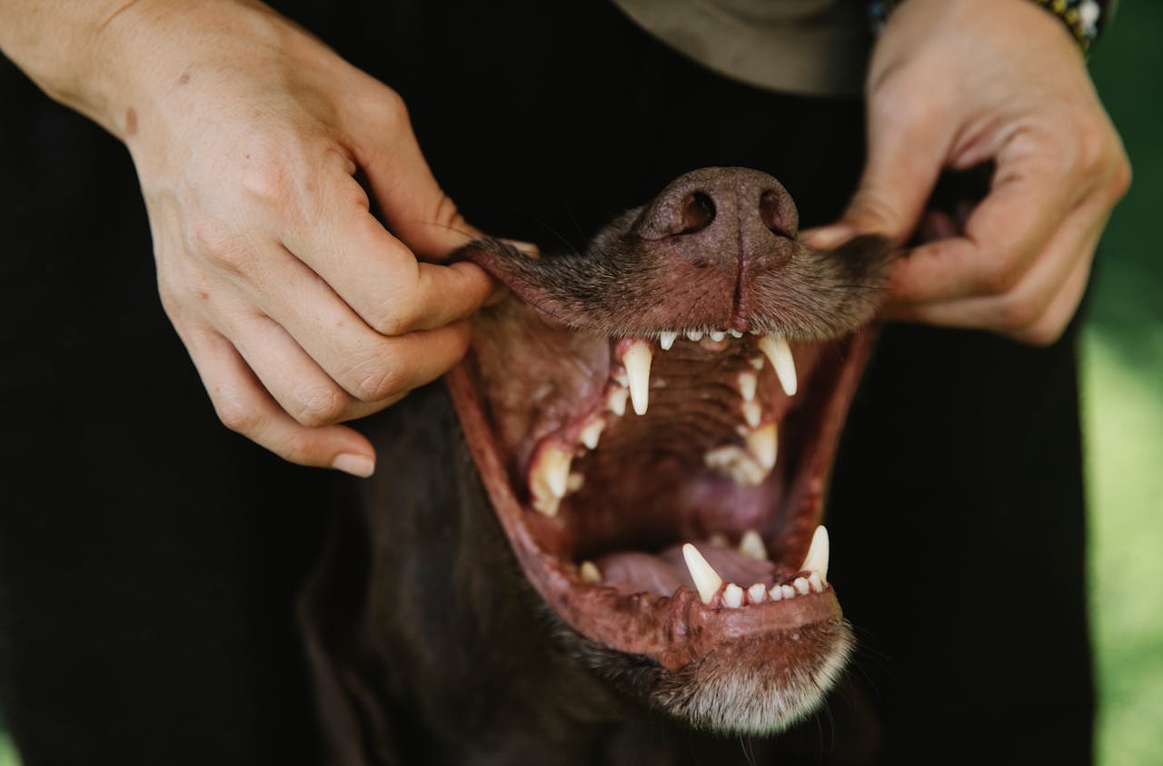 Dog brushing teeth and grooming