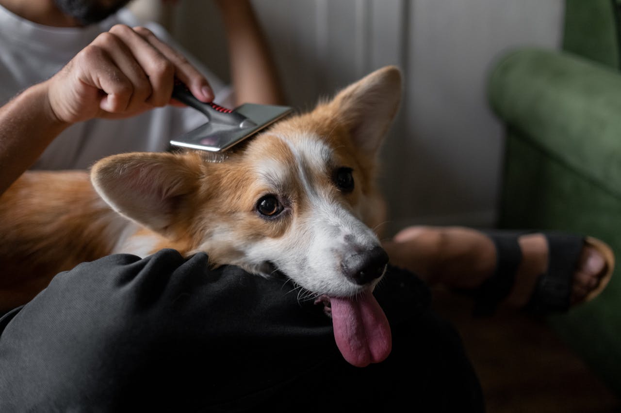 Brushing dog and dog grooming